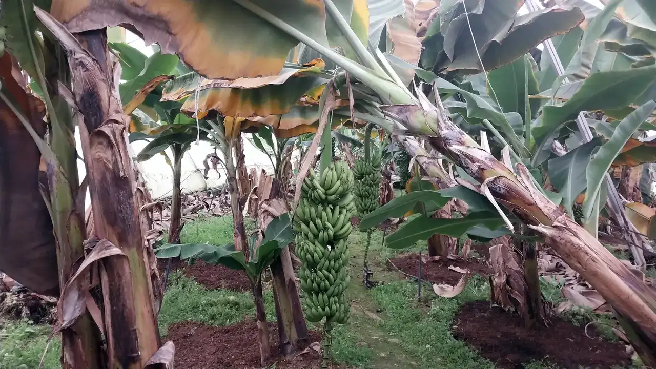 Manavgat’ın 3 Mahallesinde Hortum Felaketi: 1 Yaralı 2